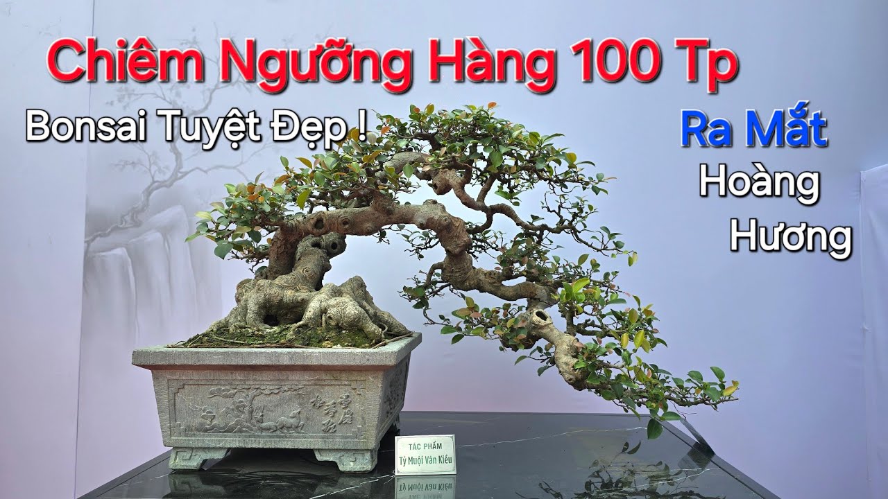 CHIÊM NGƯỠNG ĐÃ MẮT giàn Bonsai Để Bàn * Đẳng Cấp * tại Trưng Bày Ra Mắt NV HOÀNG HƯƠNG - An Dương .