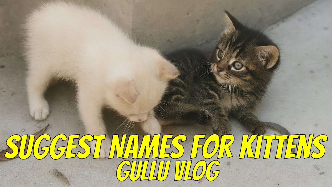 Gullu Cat Vlog: Help Name These Adorable Kittens!