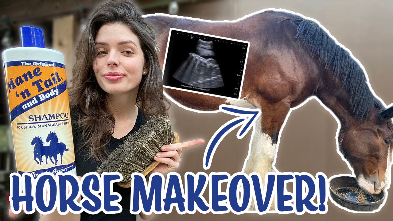 GIVING MY PREGNANT CLYDESDALE HORSE A MAKEOVER!