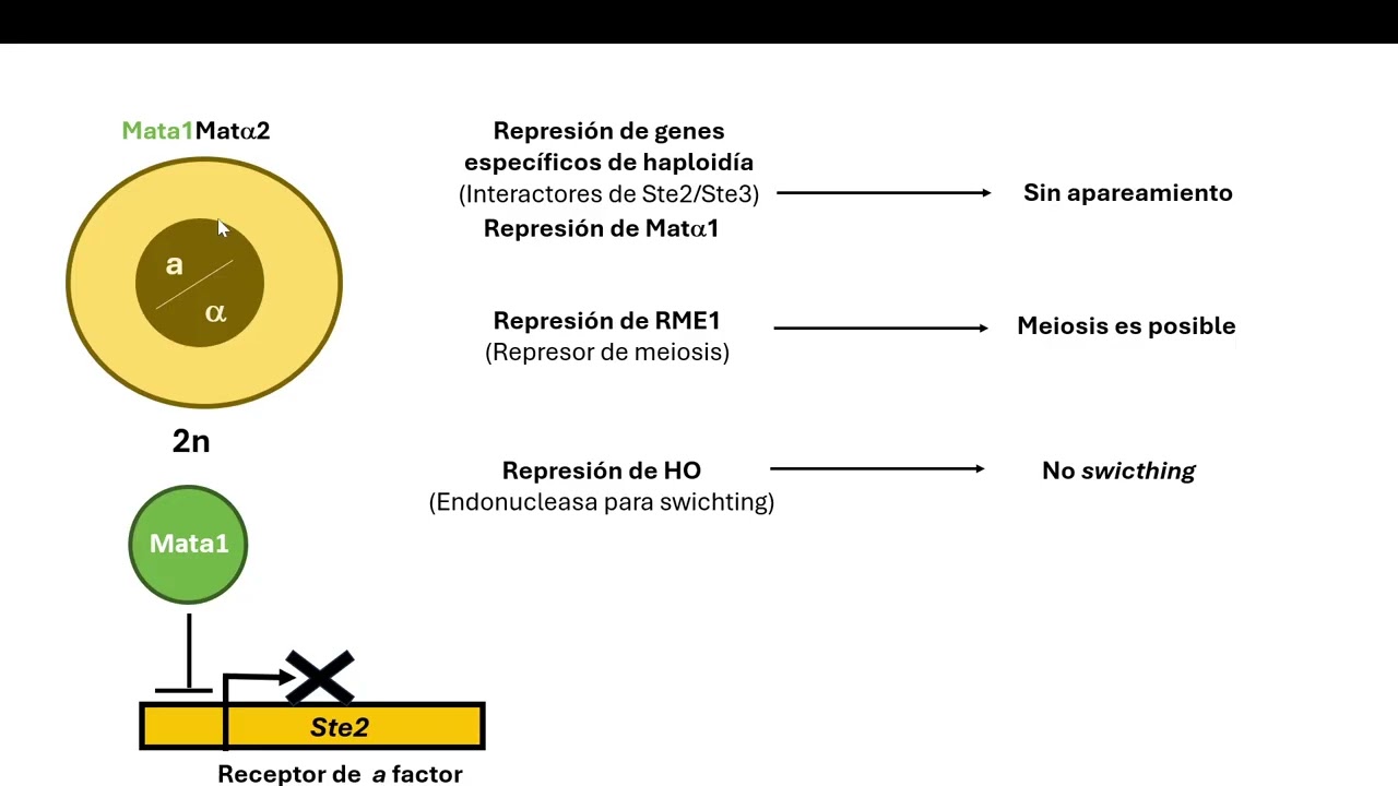 Apareamiento en la levadura Saccharomyces cerevisiae, segunda parte