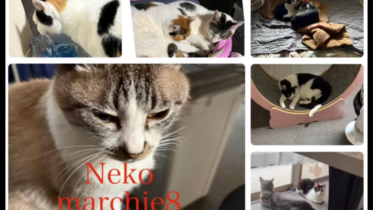 Neko marchie8 Cat′s home がライブ配信中！