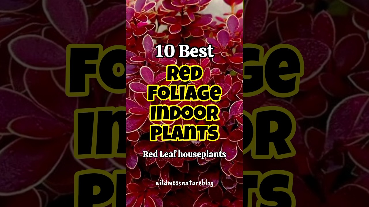 Best Red Leaf Houseplants / Red Foliage Indoor Plants #houseplants #shorts #homegarden