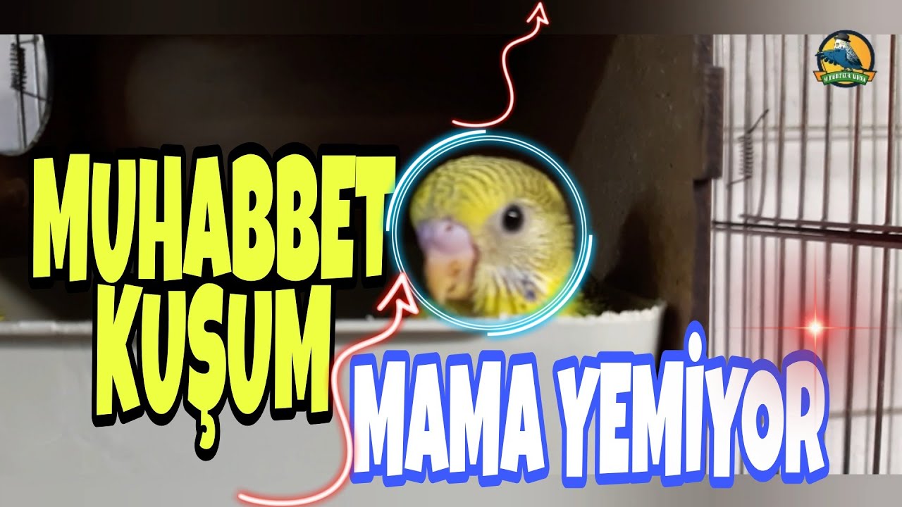 MUHABBET KUŞU MAMA YEMİYOR // MUHABBET KUŞU MAMAYA ALIŞTIRMA