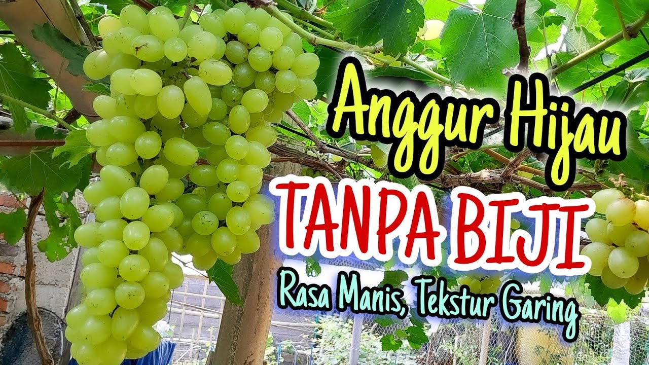 Eps 31 - Anggur Hijau Tanpa Biji ⁉️