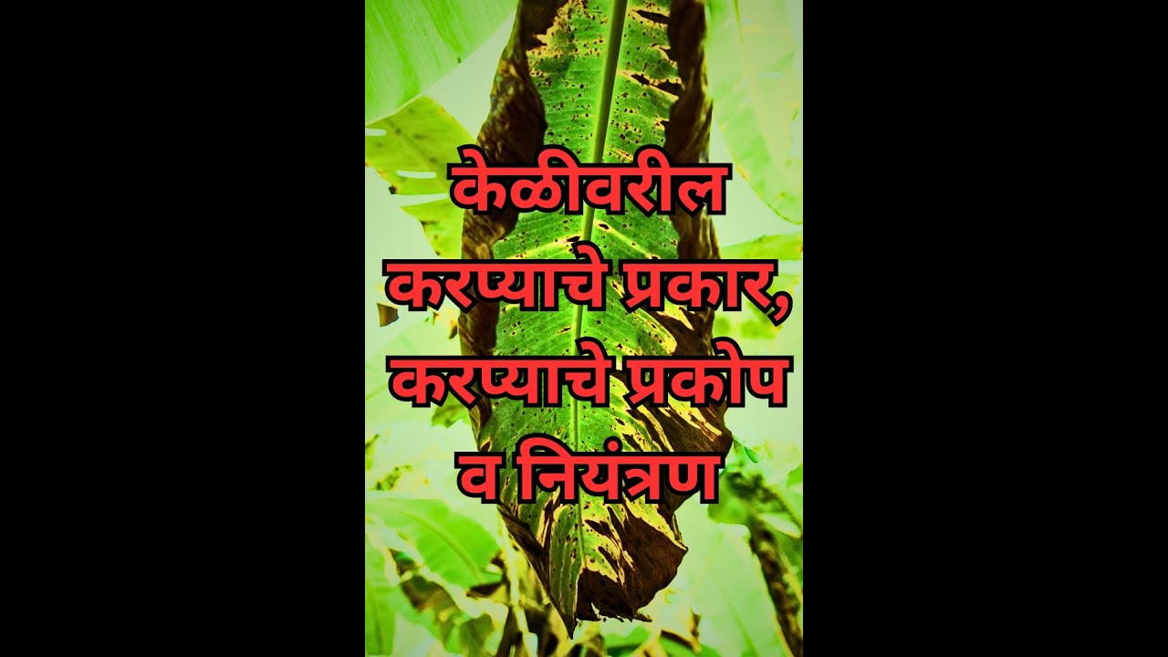 सिगाटोका :- केळी मध्ये करप्याचा प्रकोप, प्रकार, प्रसार, आणि उपाय योजना आणि नियंत्रण @AjayThorat-y2u 