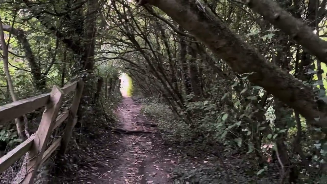 Evening Walk down Lynch Lane (16/8/25)