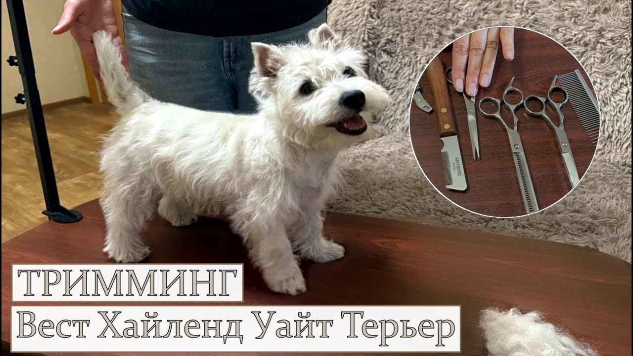 ТРИММИНГ  Вест Хайленд Уайт Терьера /Домашний тримминг/ .West Highlsnd Terrier /Grooming at home/.