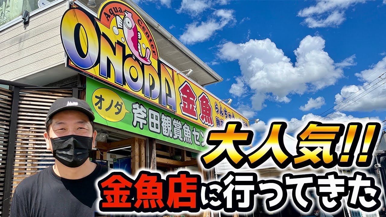 【金魚屋巡り】連日お客さんが絶えない人気金魚店‼︎奈良県大和郡山市の隣町にあり、全体で300坪超の広い敷地内にはあらゆる魚を揃えているお店です。