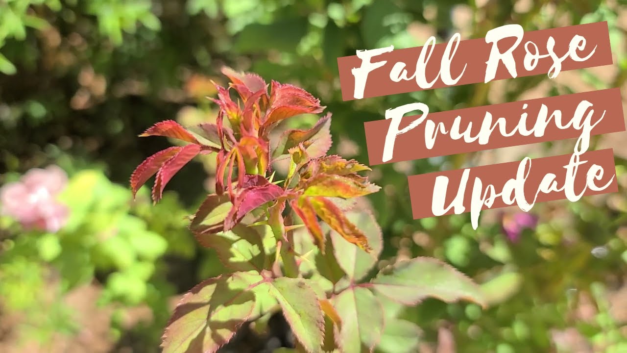 Floribunda Fall Pruning Update in the Desert