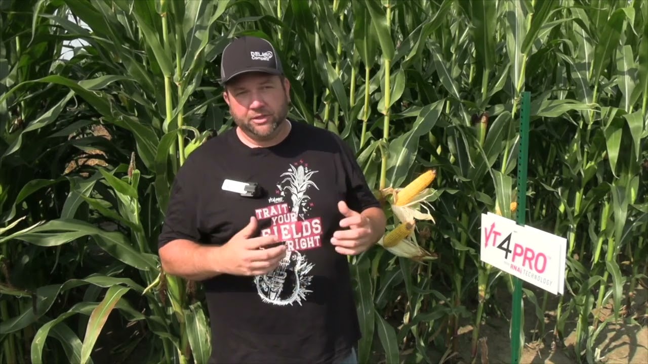 Bayer offers new trait defence against corn pests