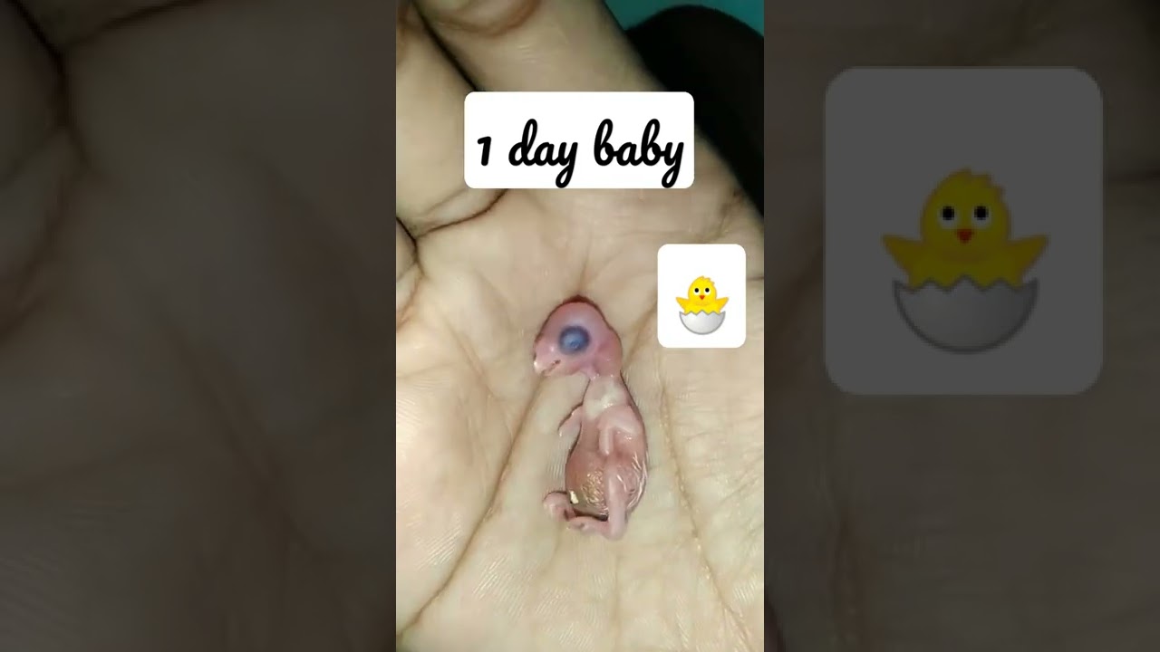 LOVE Bird ll 1 day baby ll 🐣🐤🐤ll #shorts #lovebird #1day #buddies #youtubeshorts #whatsapp_status