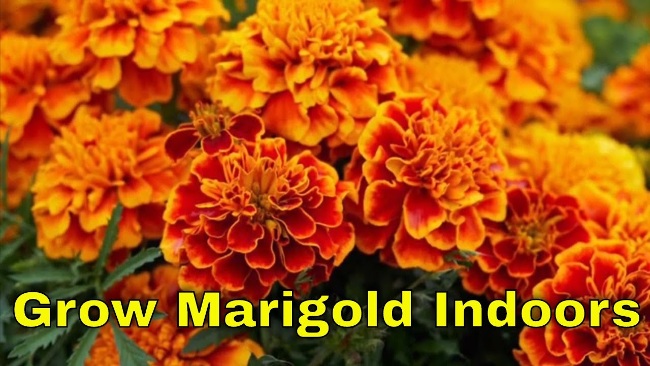 Grow Marigold Indoors | Grow Marigold From Seed Without Any Cost | Bubbles of Green
