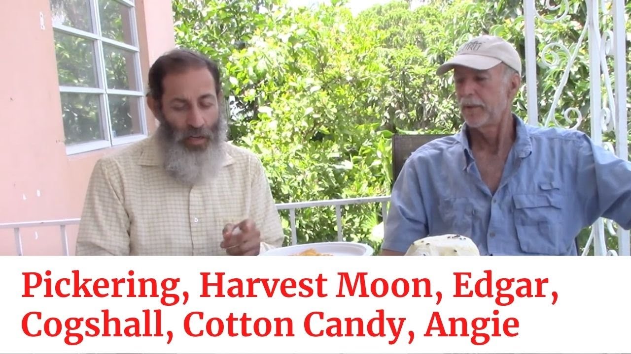Mango Taste Test #6 Pickering, Harvest Moon, Edgar, Cogshall, Cotton Candy, Angie