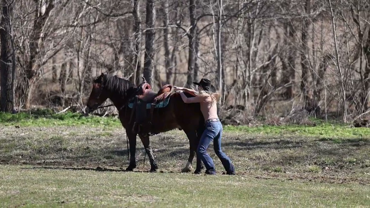 FAMILY, YOUTH, AND BEGINNER SAFE STOCKY BAY QUARTER HORSE HAFLINGER CROSS GELDING, RIDES AND DRIVES