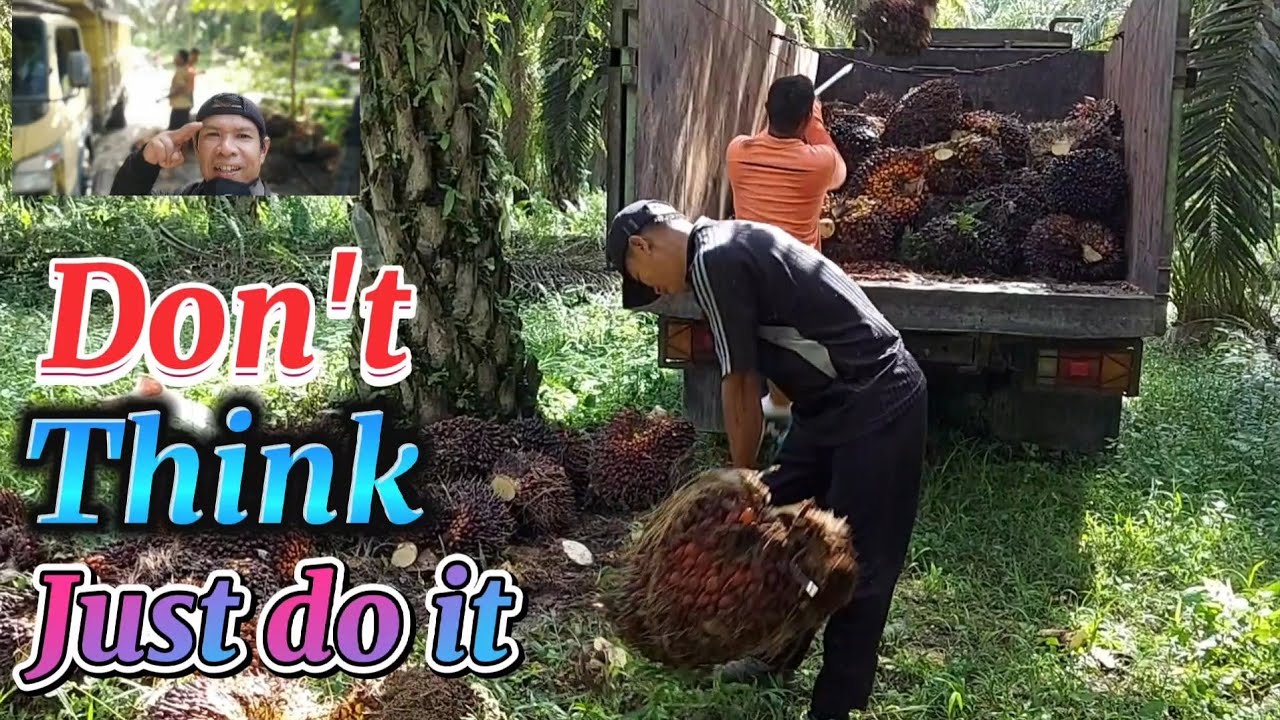 🟢Sawit Riau‼️Muat dalam HDL-136 ps‼️Buahnya melimpah‼️Riau tiada tanding👍👍👍