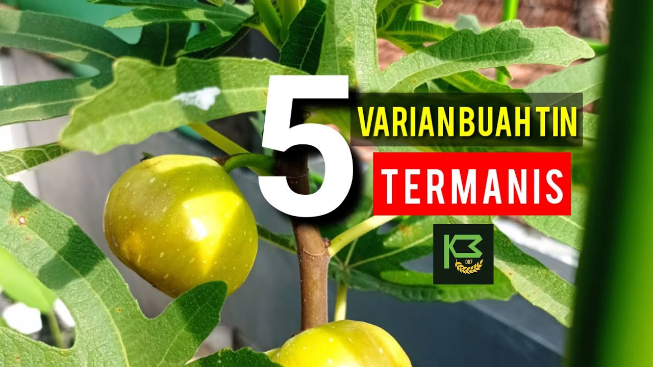 5 Varian Buah Tin yang Rasanya Paling  Manis & Legit