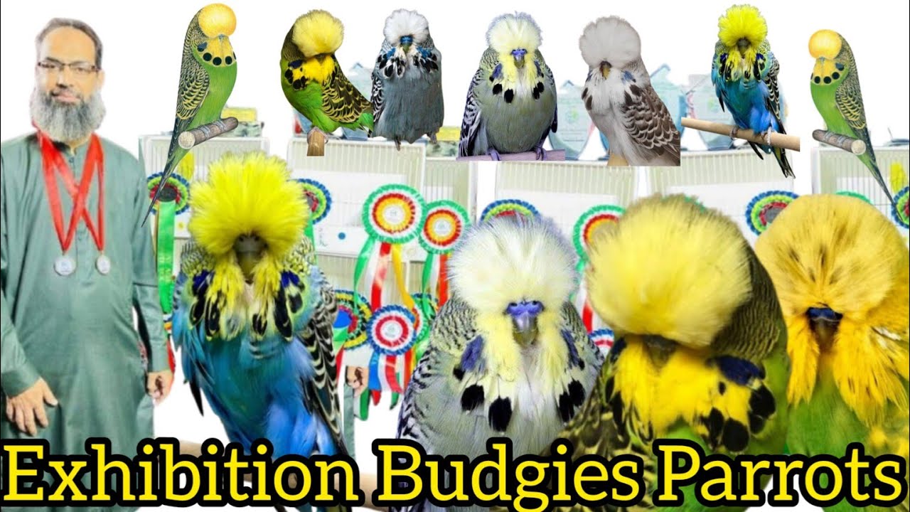 High and show quality exhibition budgies parrots NH 112 Exhibition Budgies Club Gujrat #gujratinfo