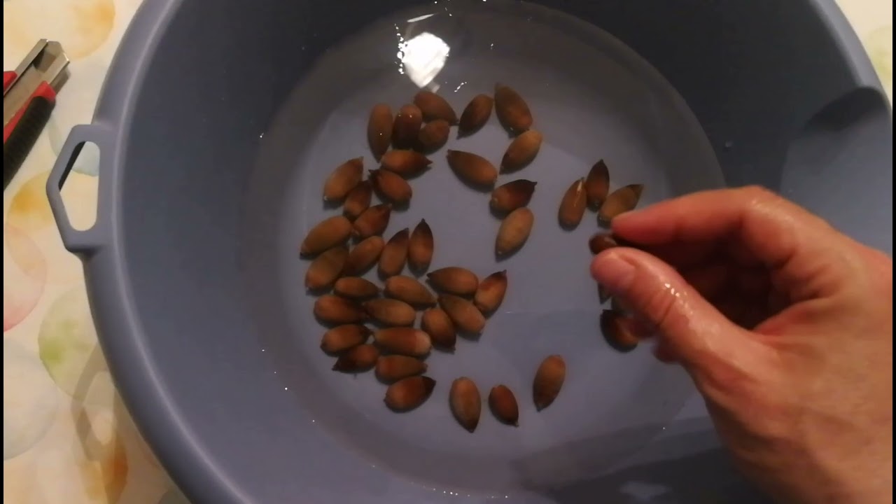 COMO GERMINAR BELLOTAS DE FORMA FÁCIL Y SUPER EFECTIVA