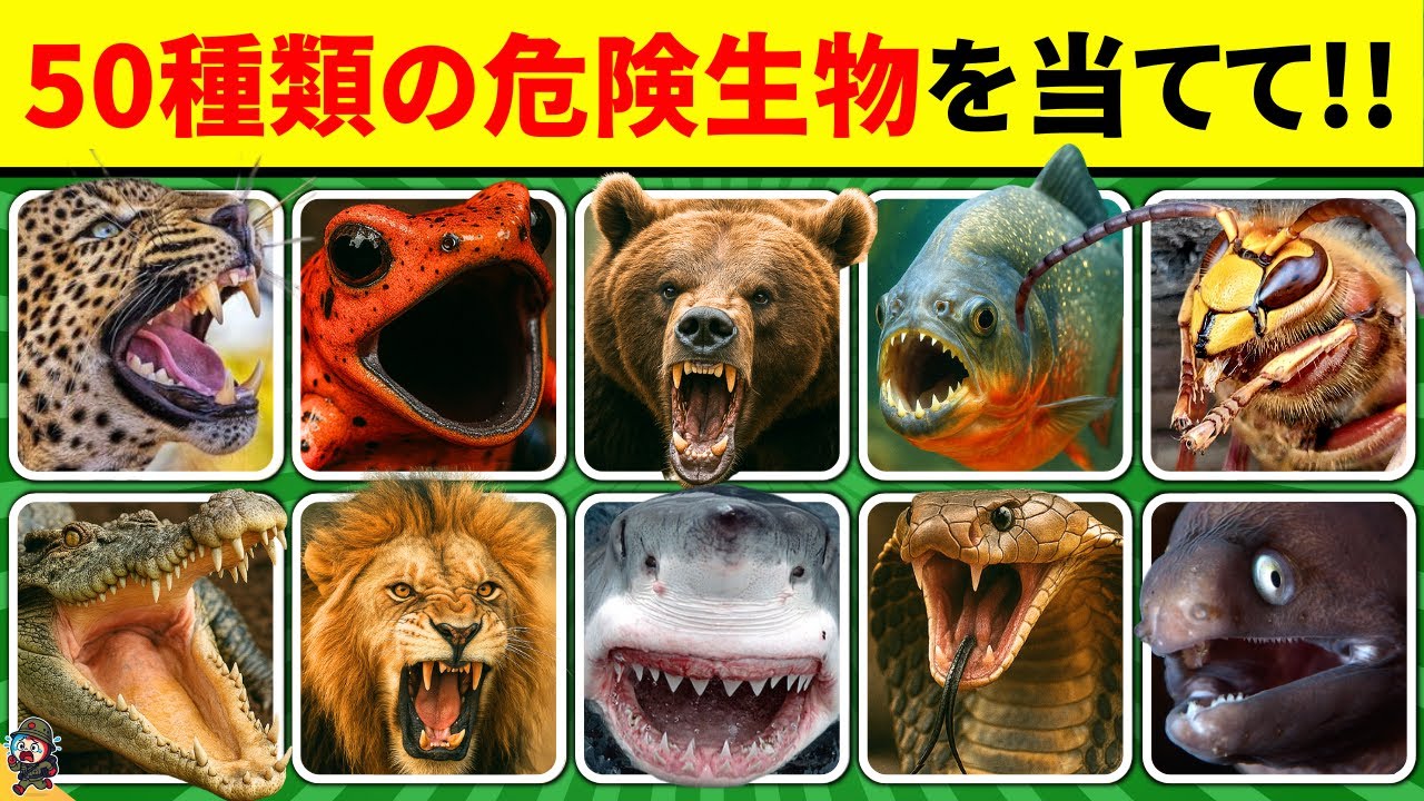 【全50問の危険生物クイズ】35問以上正解でキミは危険生物ハンターだ！