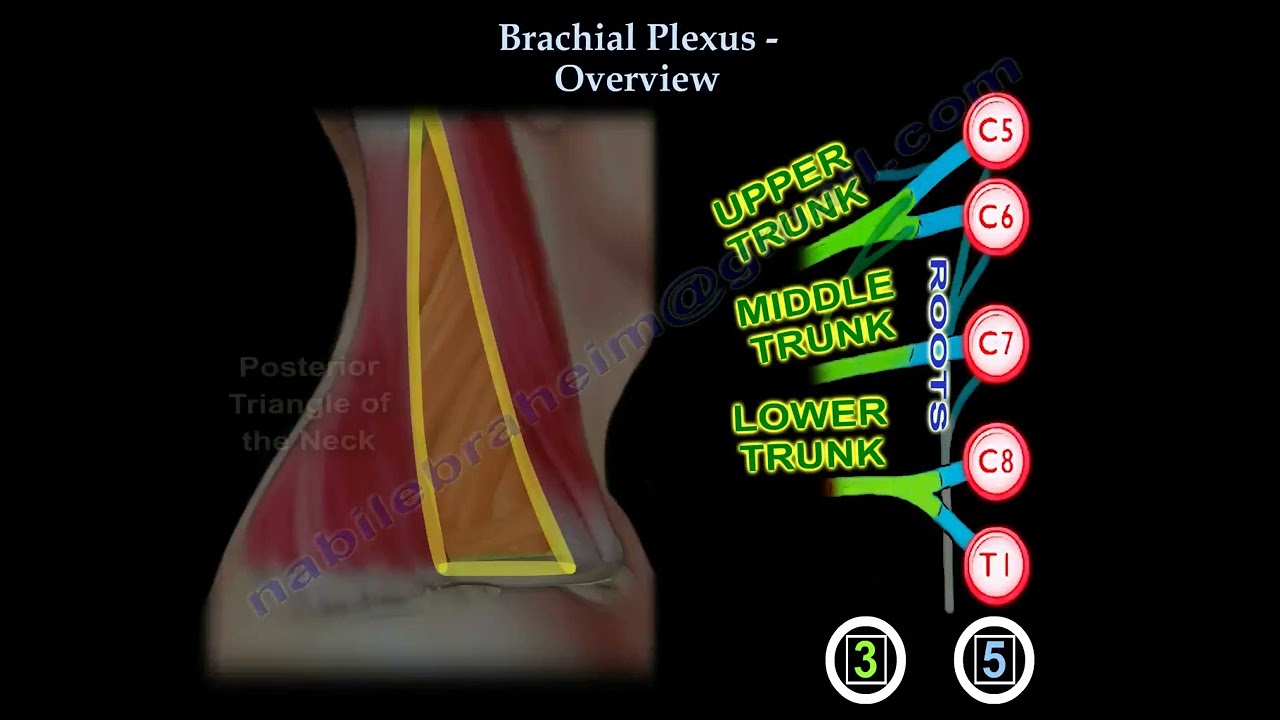 Mnemonic and Anatomical Classification of the Brachial Plexus