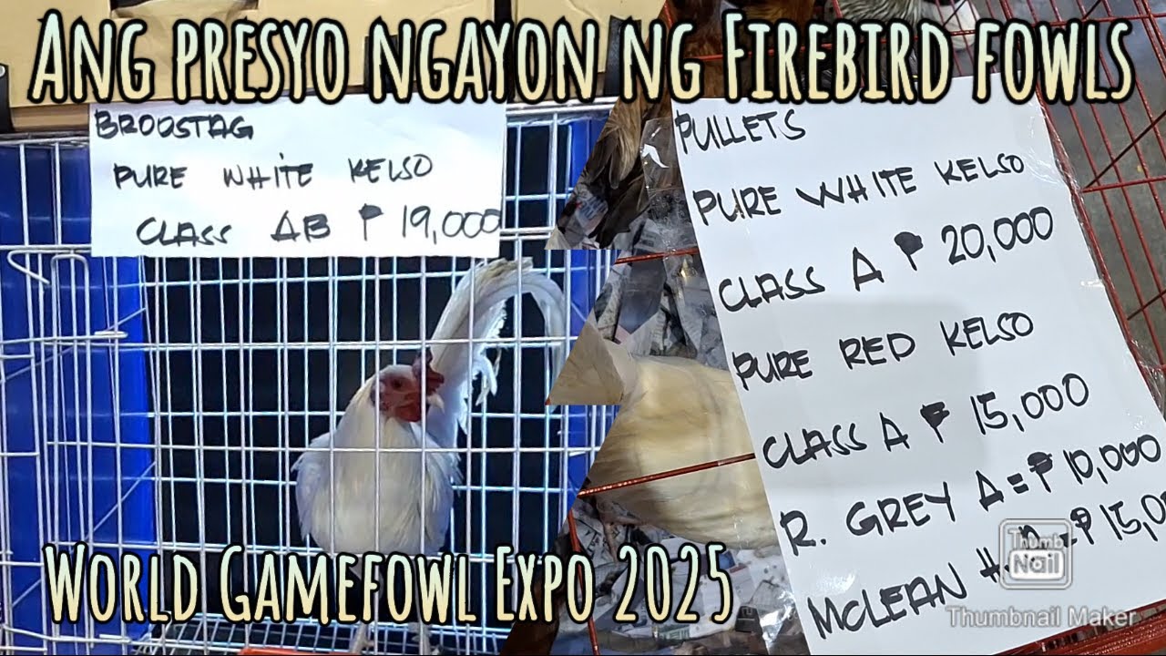 World Gamefowl Expo 2025 Firebird Gamefarm & Sagupaan Gamefarm price and bloodlines