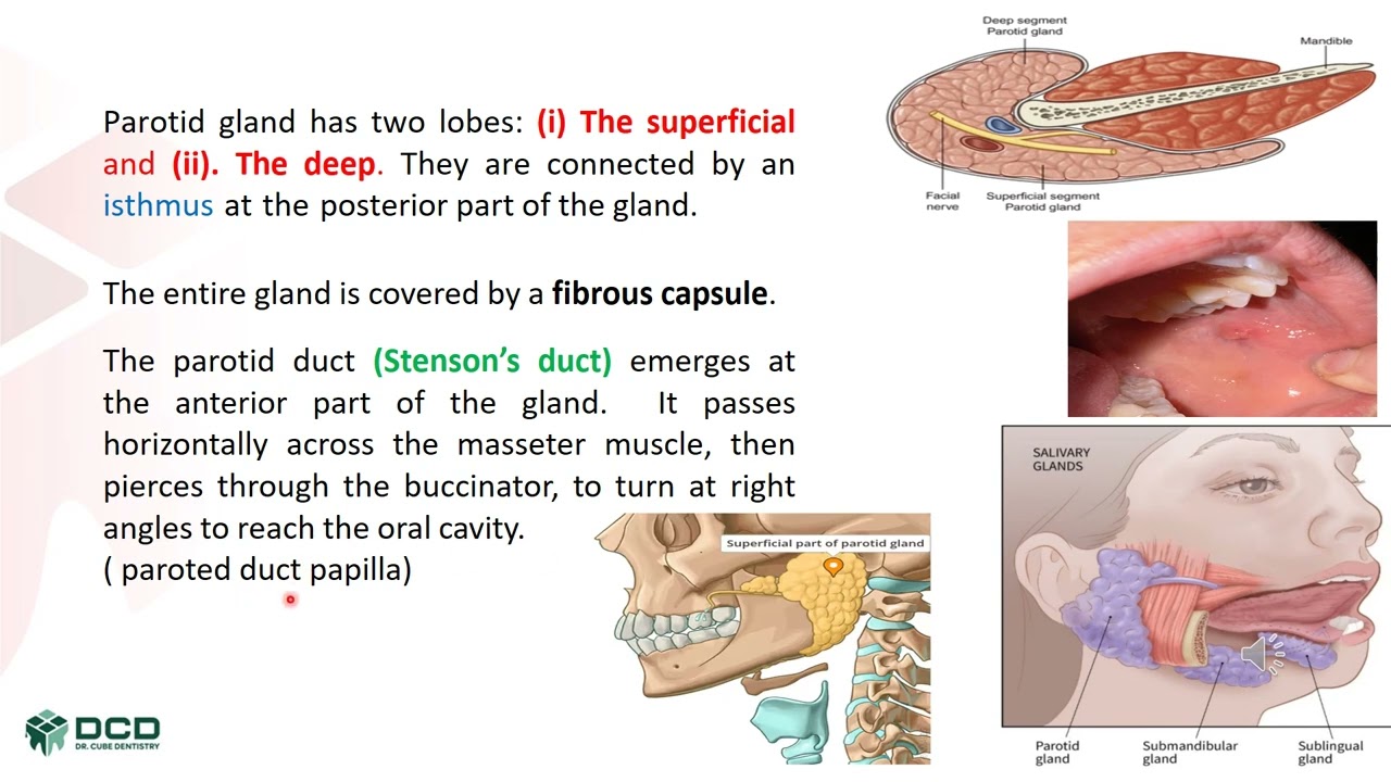 O.Surgery5 (Salivary Gland Diseases) By Mohammed Najim
