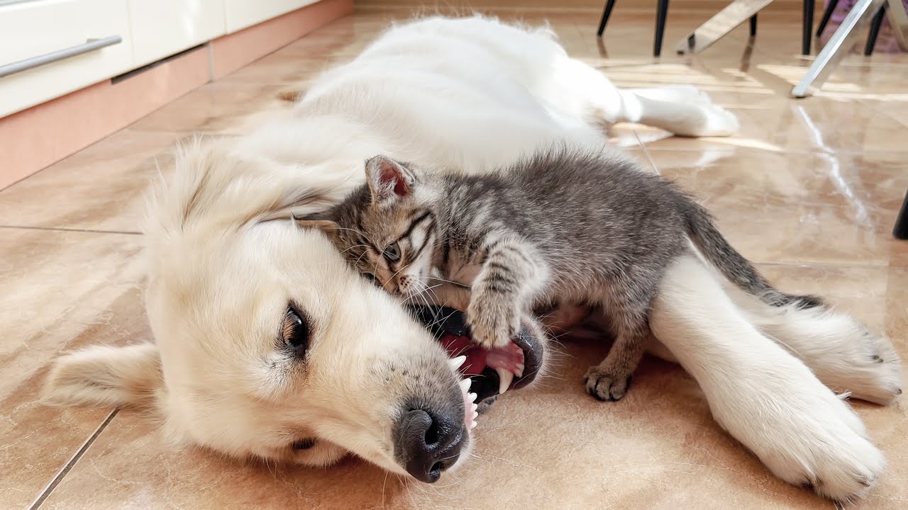 Tiny Kitten Demands Attention from Golden Retriever (So Funny!!)