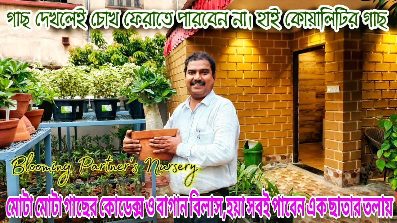 এবার সব থেকে ভালো বাছাই করা অ্যাডেনিয়াম ও বাগান বিলাস পাবেন লিলুয়াতে / Kolkata nursery visit