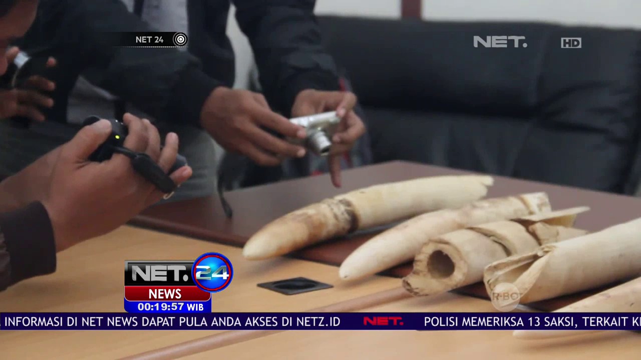TKI Selundupkan 5 Gading Gajah Dari Malaysia - NET24