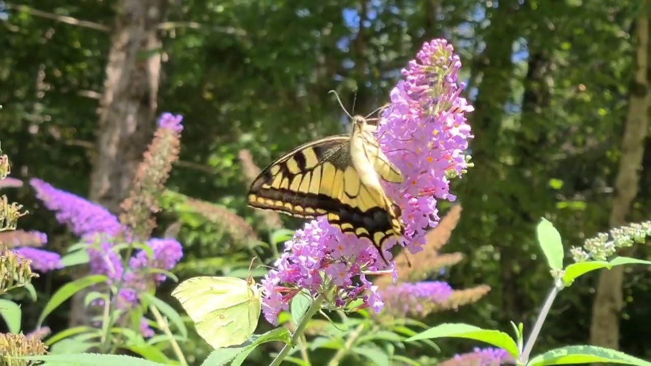 Der Schwalbenschwanz (2025) - Papilio machaon