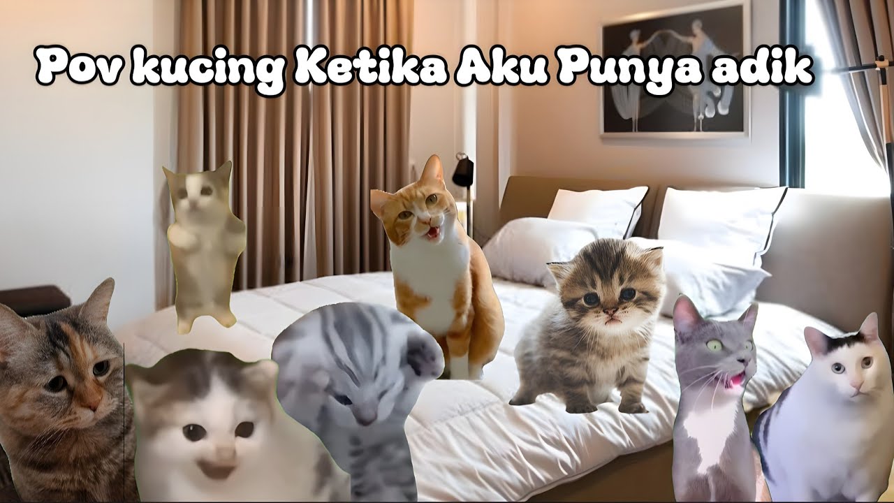 Pov Kucing Ketika Aku Punya Adik | meme kucing lucu #pov #meme #kucing #cat