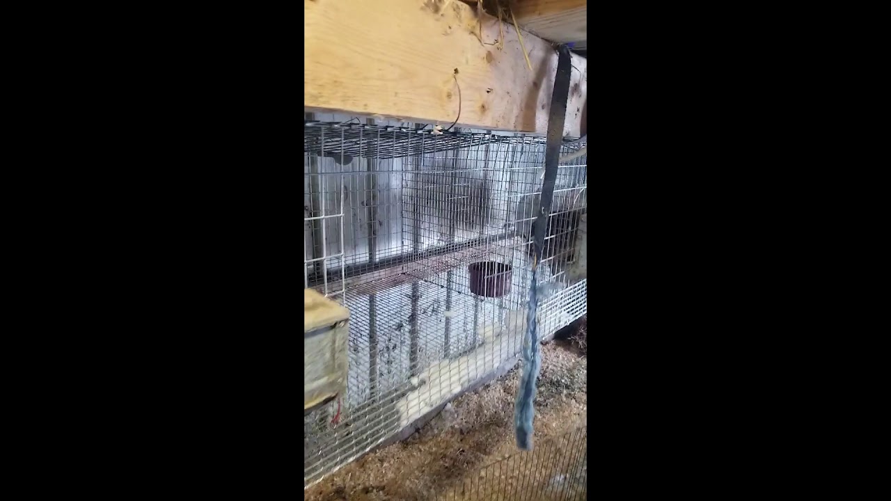 New Rabbit Cages 2021