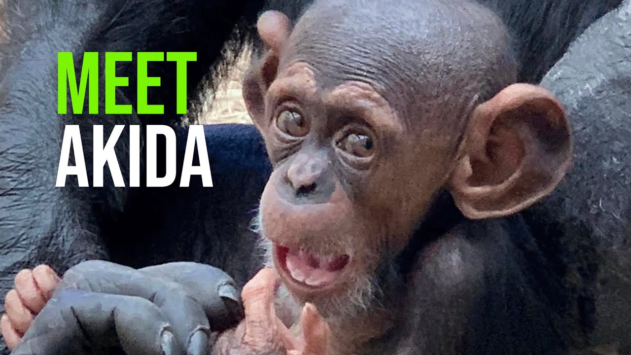 Meet Akida!