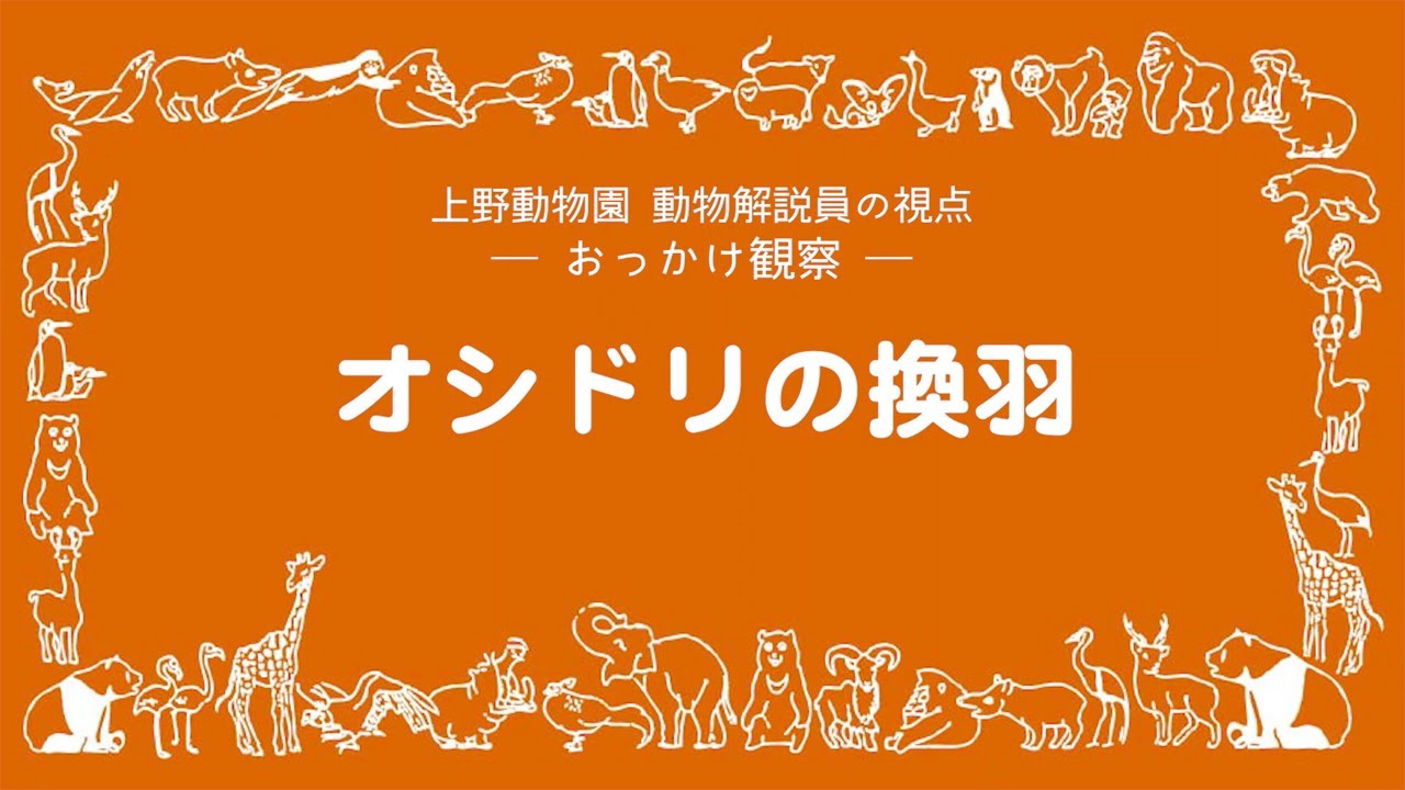おっかけ観察：オシドリの換羽