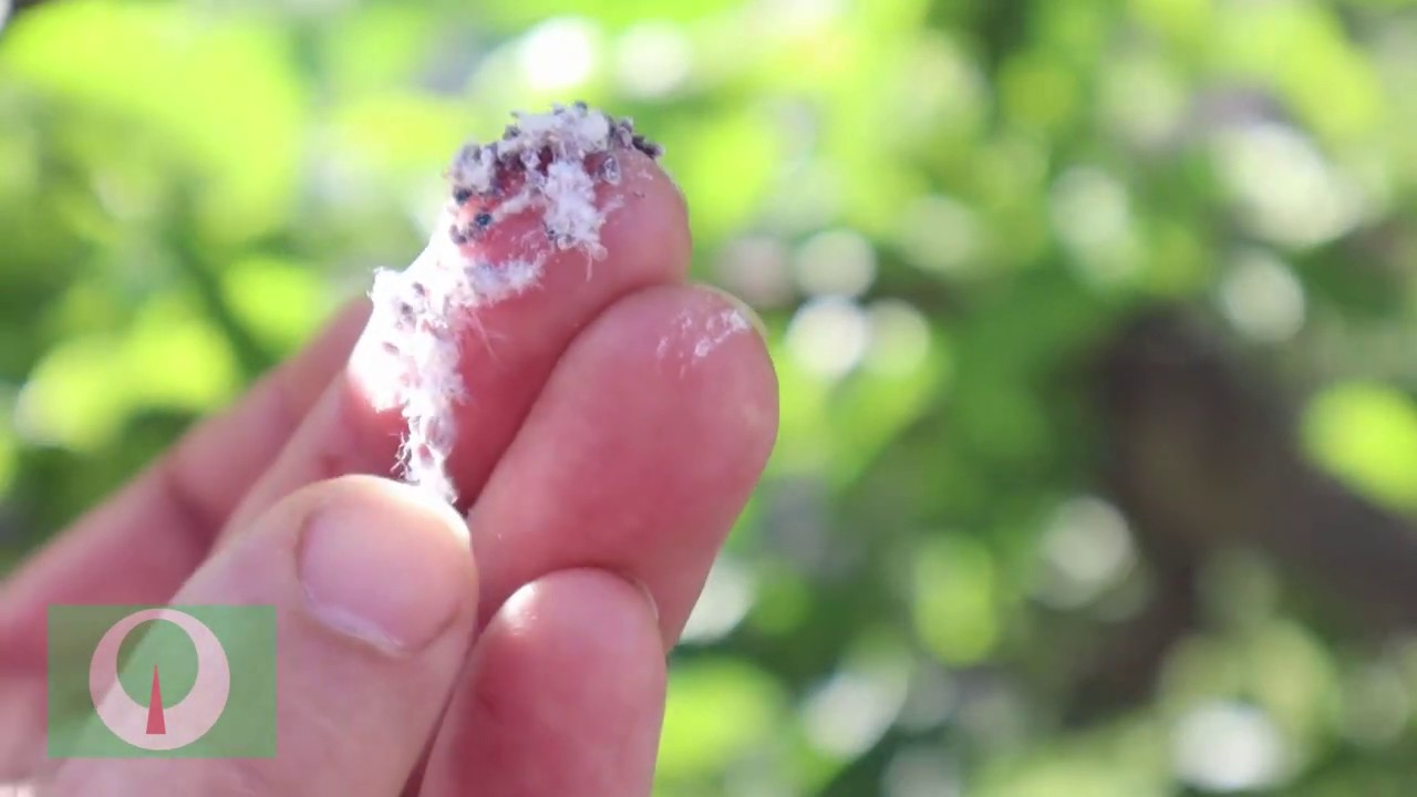 Bawełnica korówka - szkodnik drzew