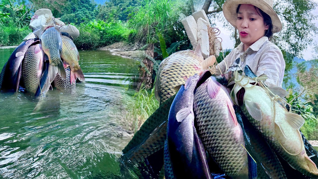 Traditional Bamboo Fishing Skills - Catching Giant Fish in Ancient Forests with Bamboo Planks