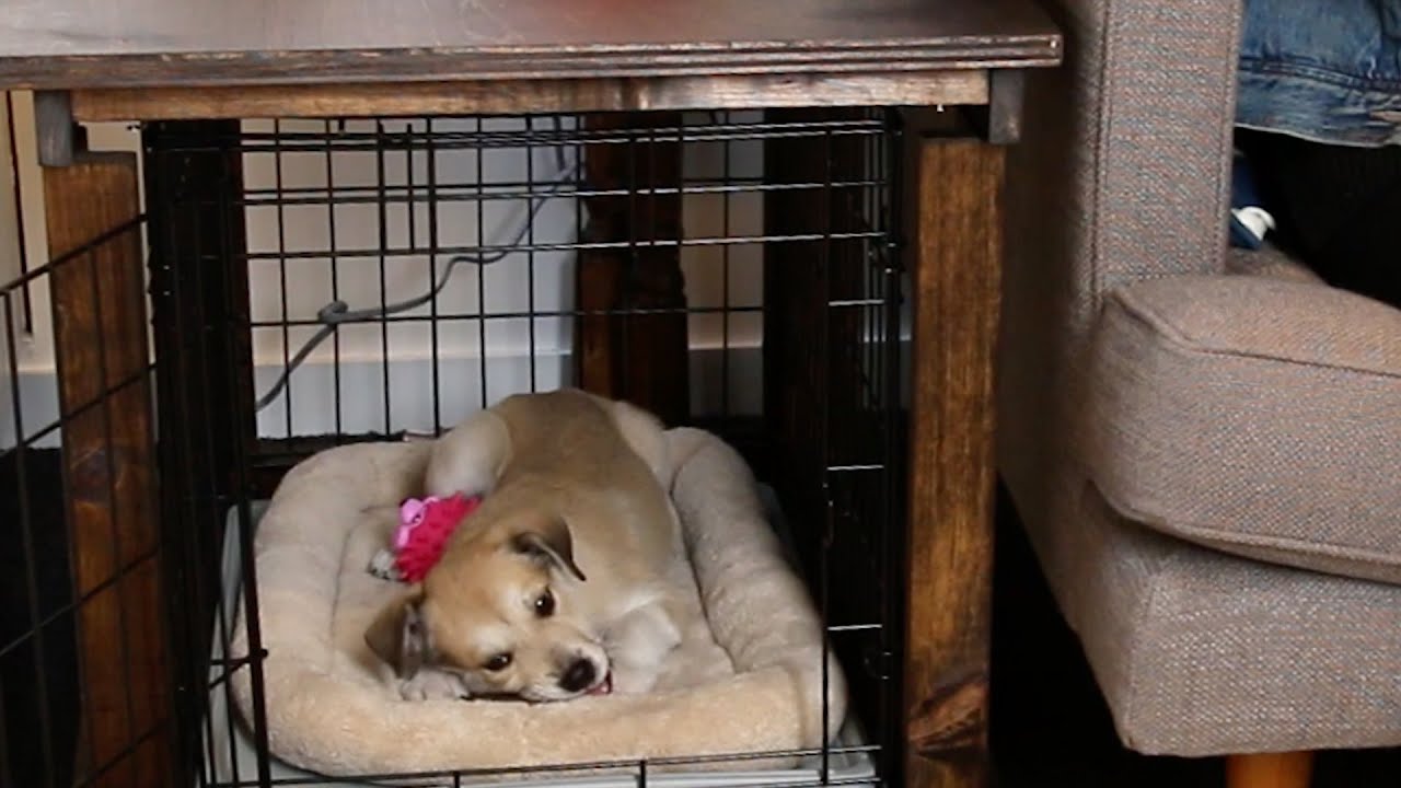 DIY Furniture For Your Pets