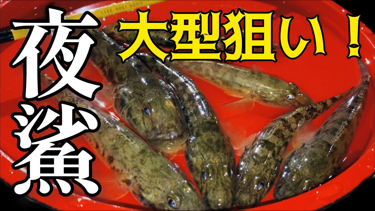 【漁港で夜釣り】大きいサイズのハゼを狙って釣る！