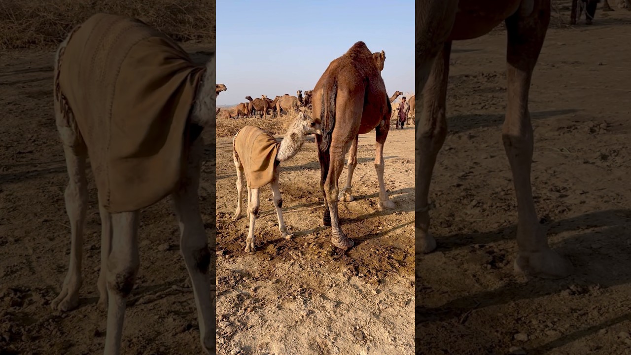 Peaceful Camel & Baby Camel Feeding Time 🐪 | Pure Nature ASMR | #camel #animals #asmrvideo #asmr ||