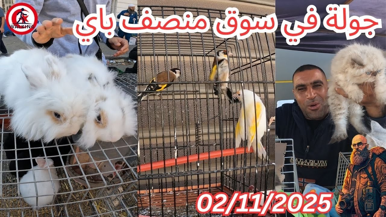 جولة في سوق منصف باي الحيوانات 02/11/2025 ( Moncef Bay animal )