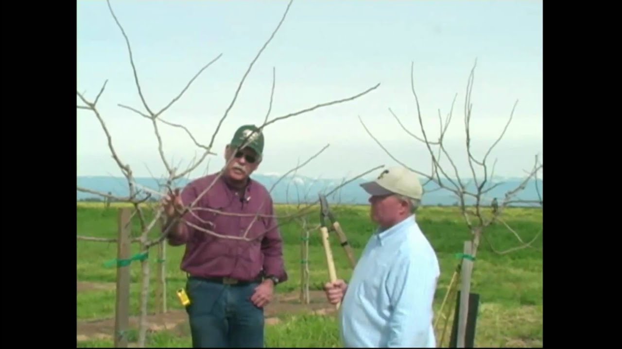 Pistachio Pruning & Training - Years 1 & 2