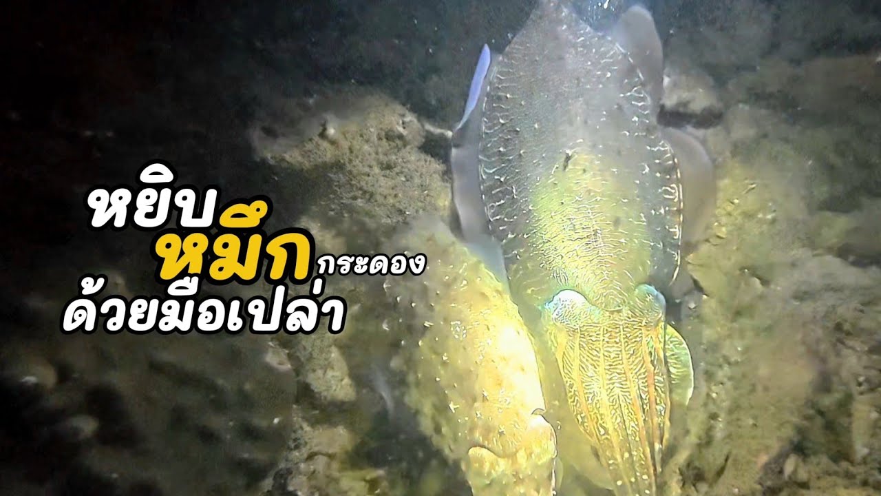หยิบหมึกกระดองยักษ์