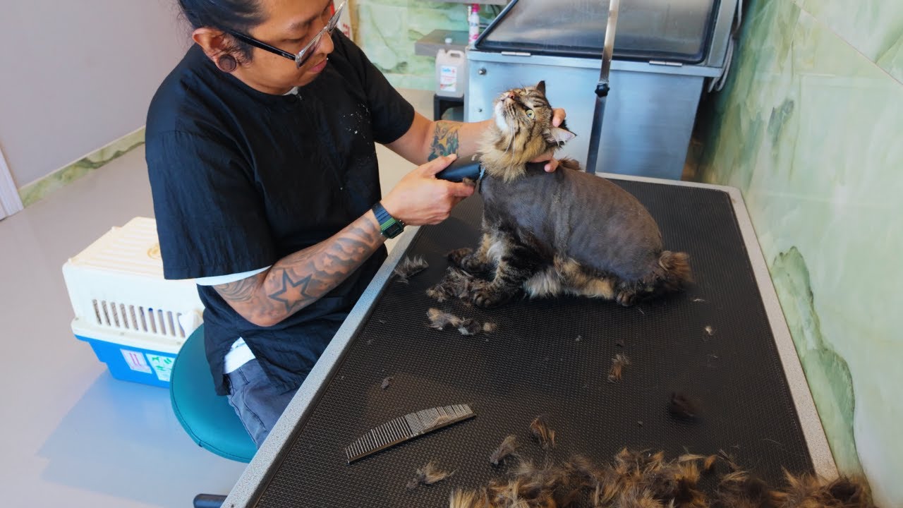 She Bit Me and Hanged on to my Arm!!!  Cat's  First Groom!!!