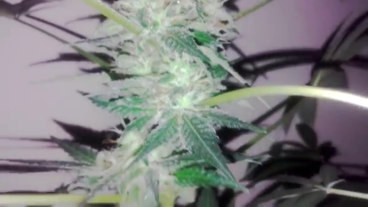 Organic Indoor 7 weeks Flowering Cannabis Grow