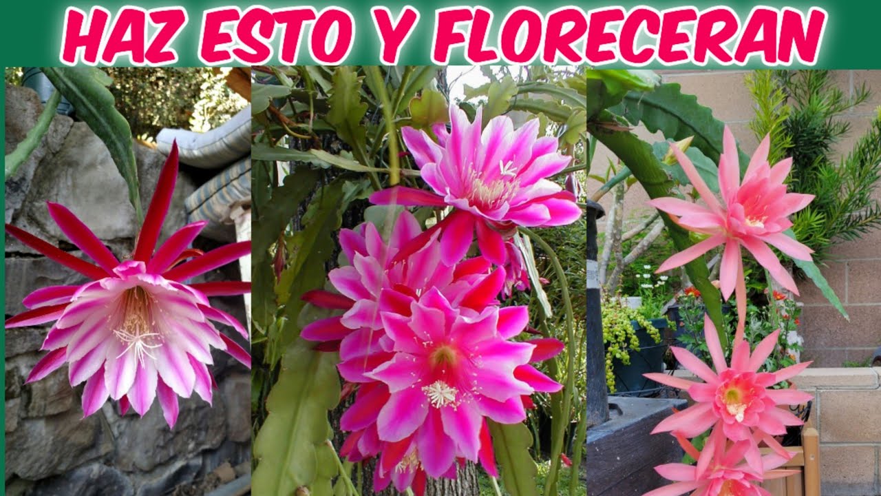CACTUS ORQUÍDEA : 7 Cuidados Esenciales para que Florescan TODO el Año
