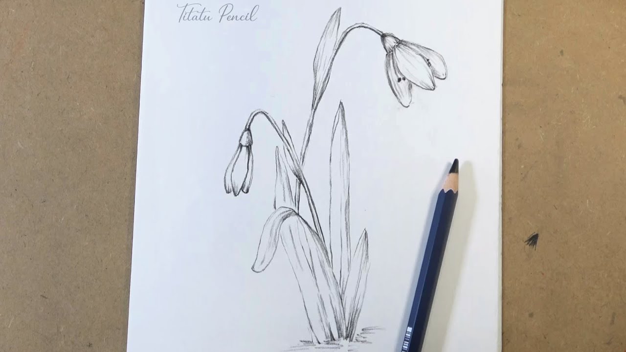 How to draw Snowdrop flower step by step easy | Pencil Drawing