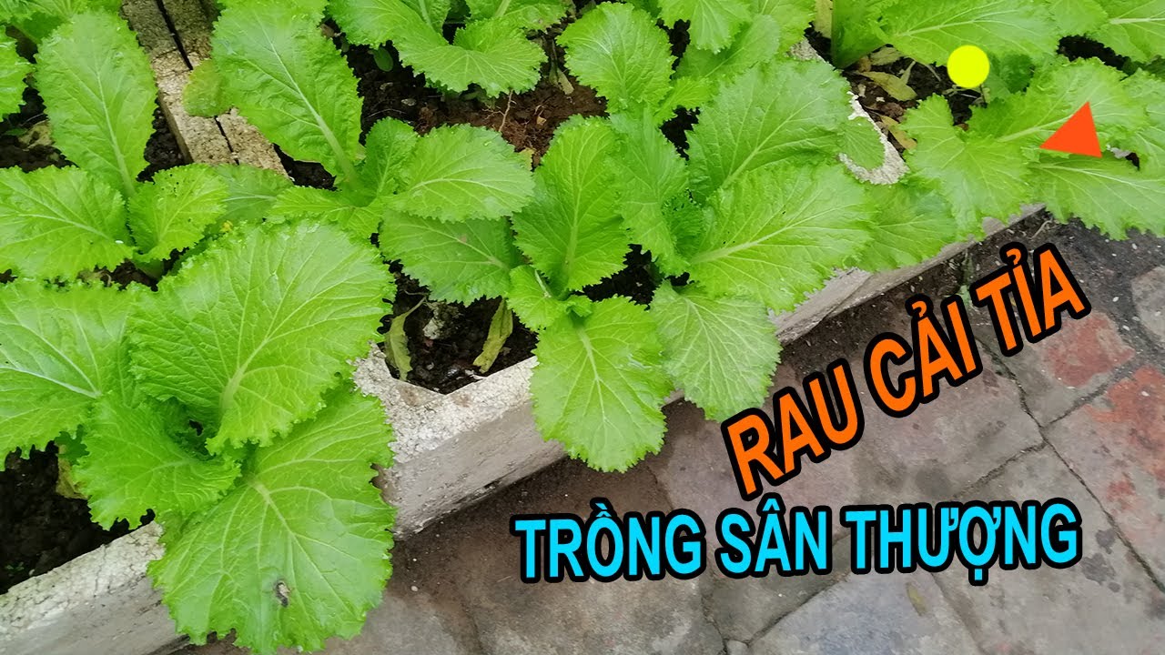 Rau cải tỉa trồng sân thượng, hiệu quả kinh tế cao