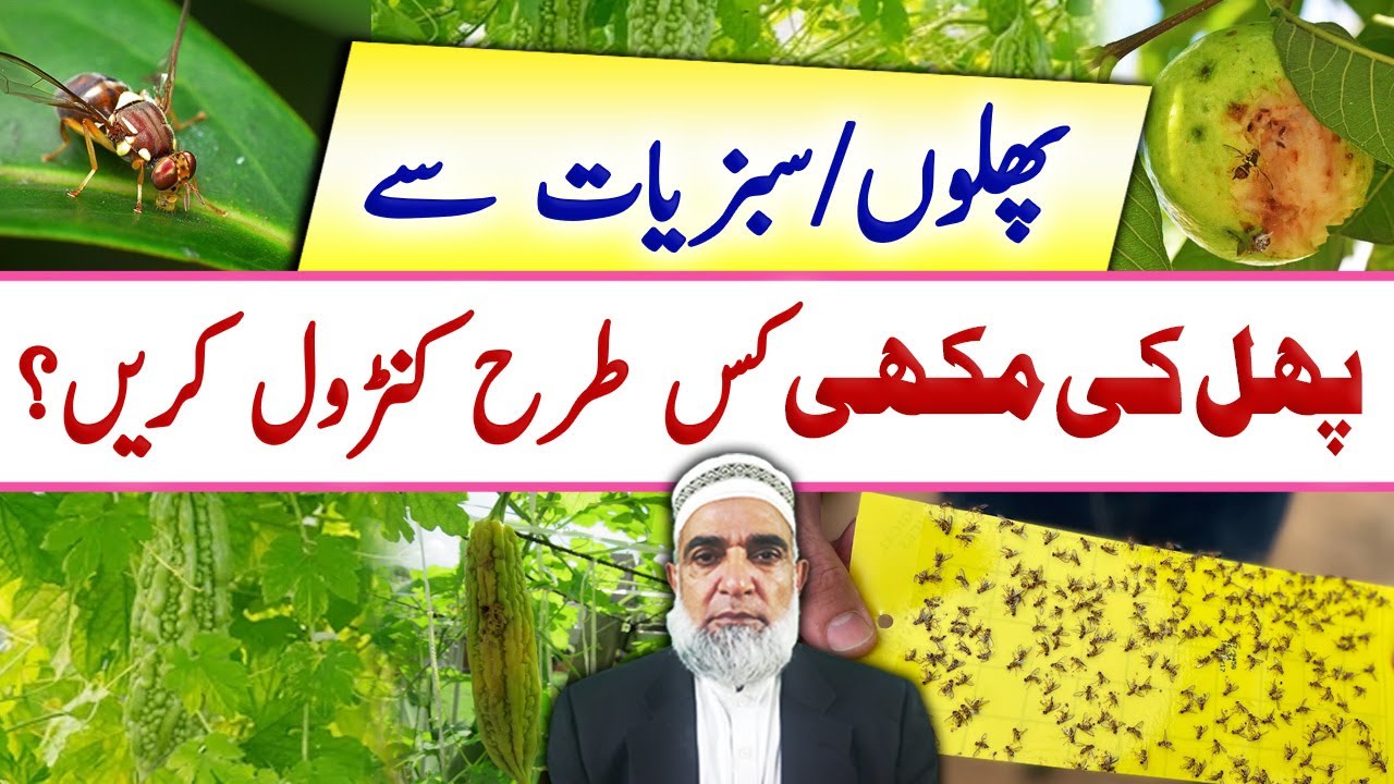 How to control fruit fly from Vegetables and Fruit plants || Crop Reformer