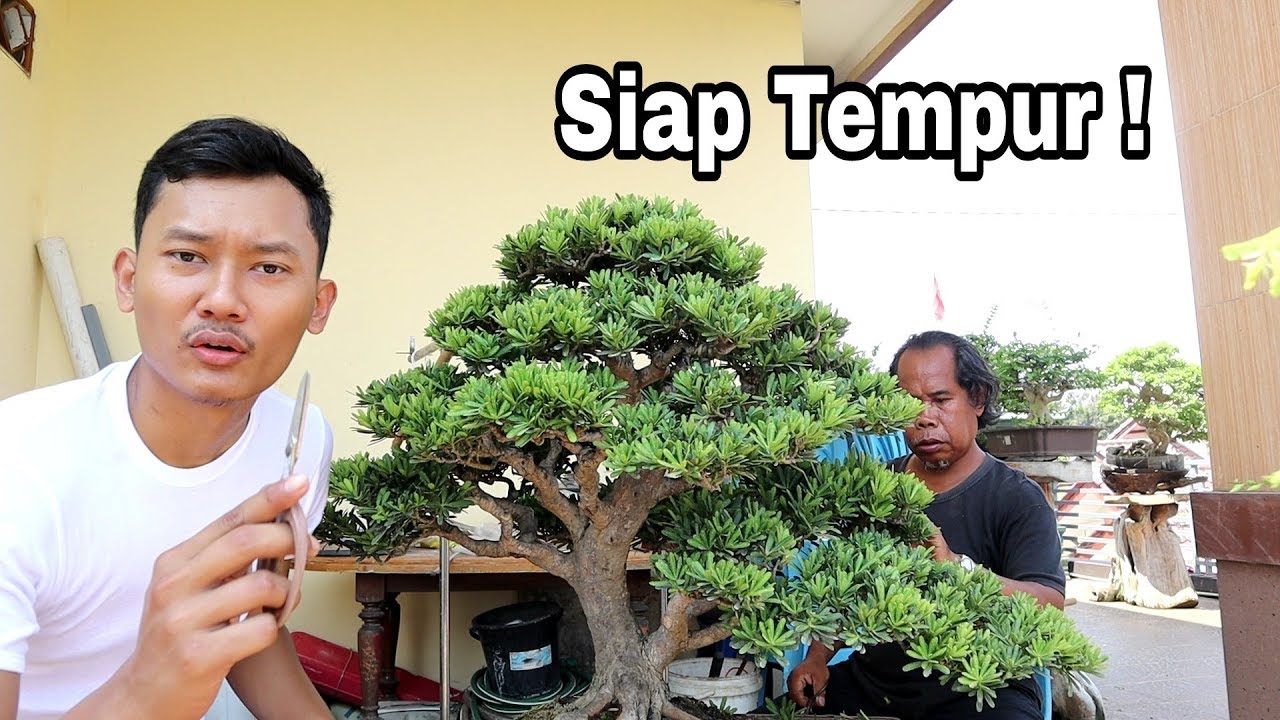 Persiapan Bonsai Kontes Senilai 180 Juta