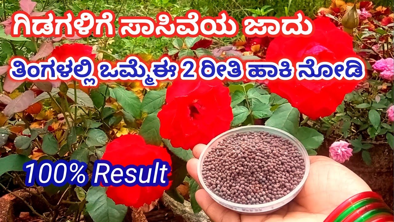 ಸಾಸಿವೆಯನ್ನು ಈ ರೀತಿ ಹಾಕಿ ಗಿಡದ ತುಂಬಾ ರಾಶಿ ಗೊಂಚಲು ಹೂ ಬರತ್ತೆ/mustard fertilizer for rose plant